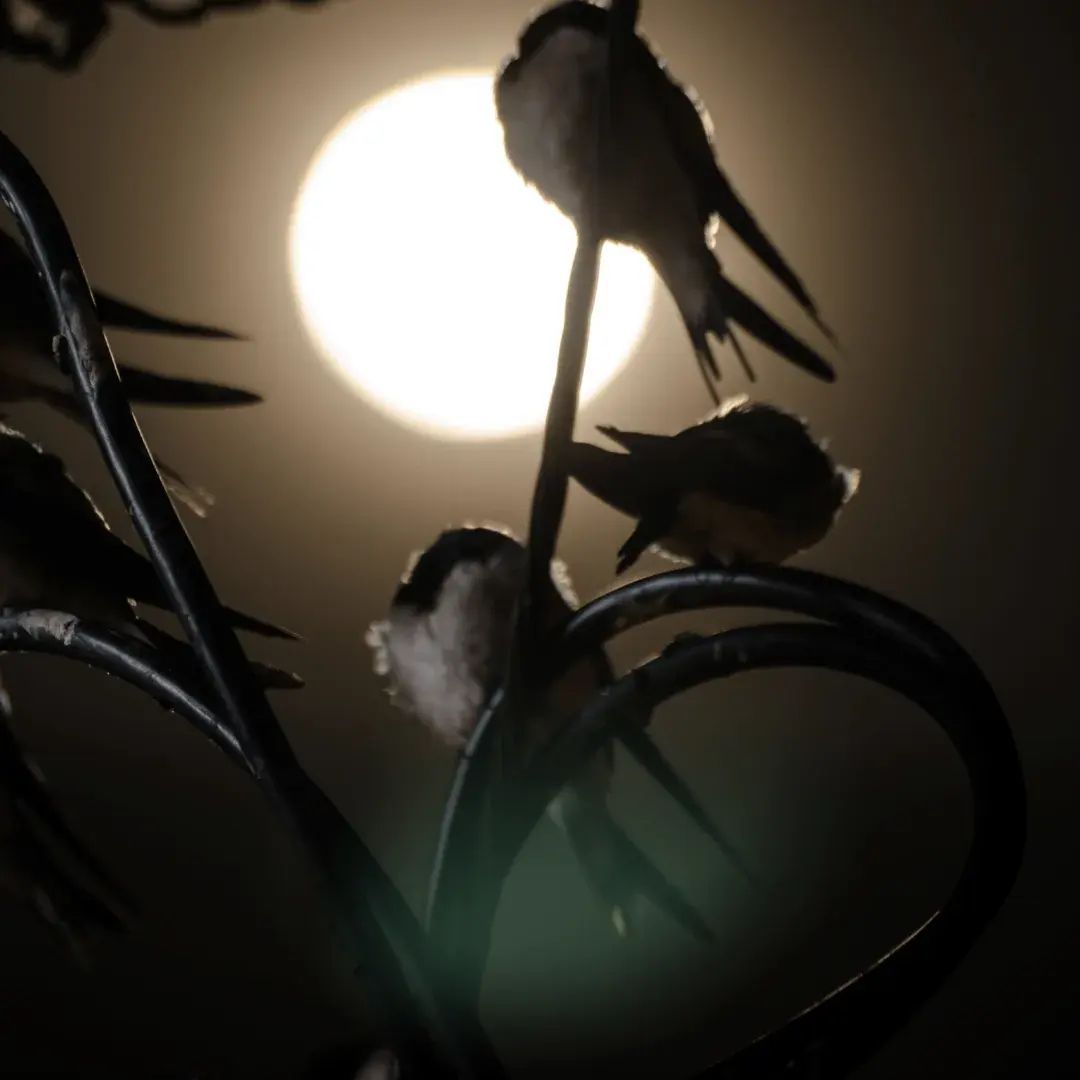 sparrows asleep in a tree at night