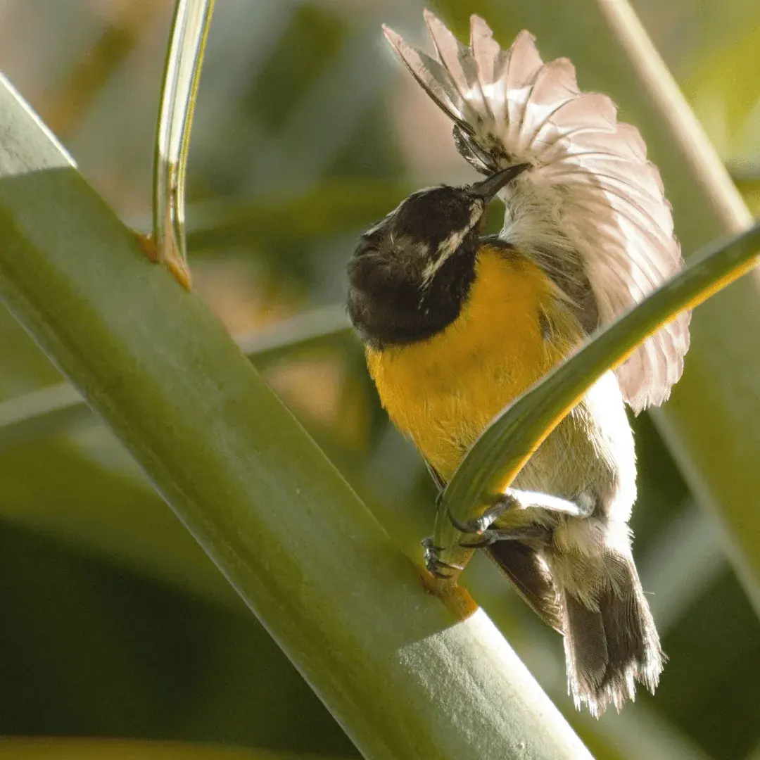 bird cleaning and pruning feathers in lush tree