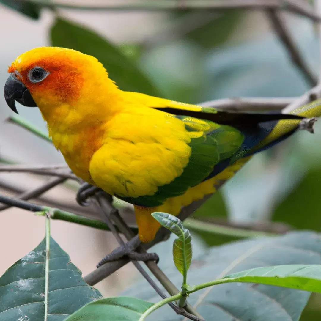 colorful parrot in tree