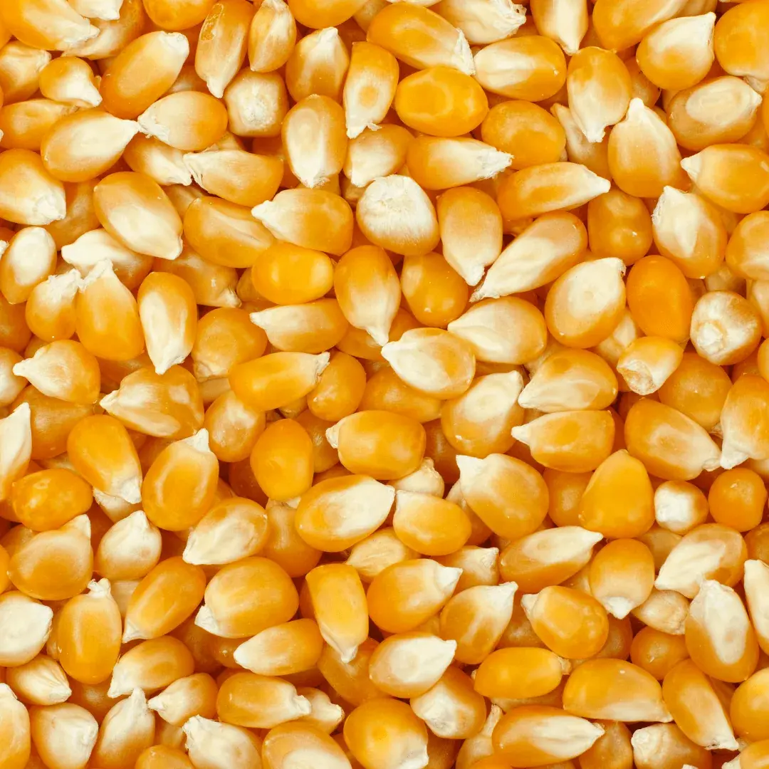 popcorn kernels