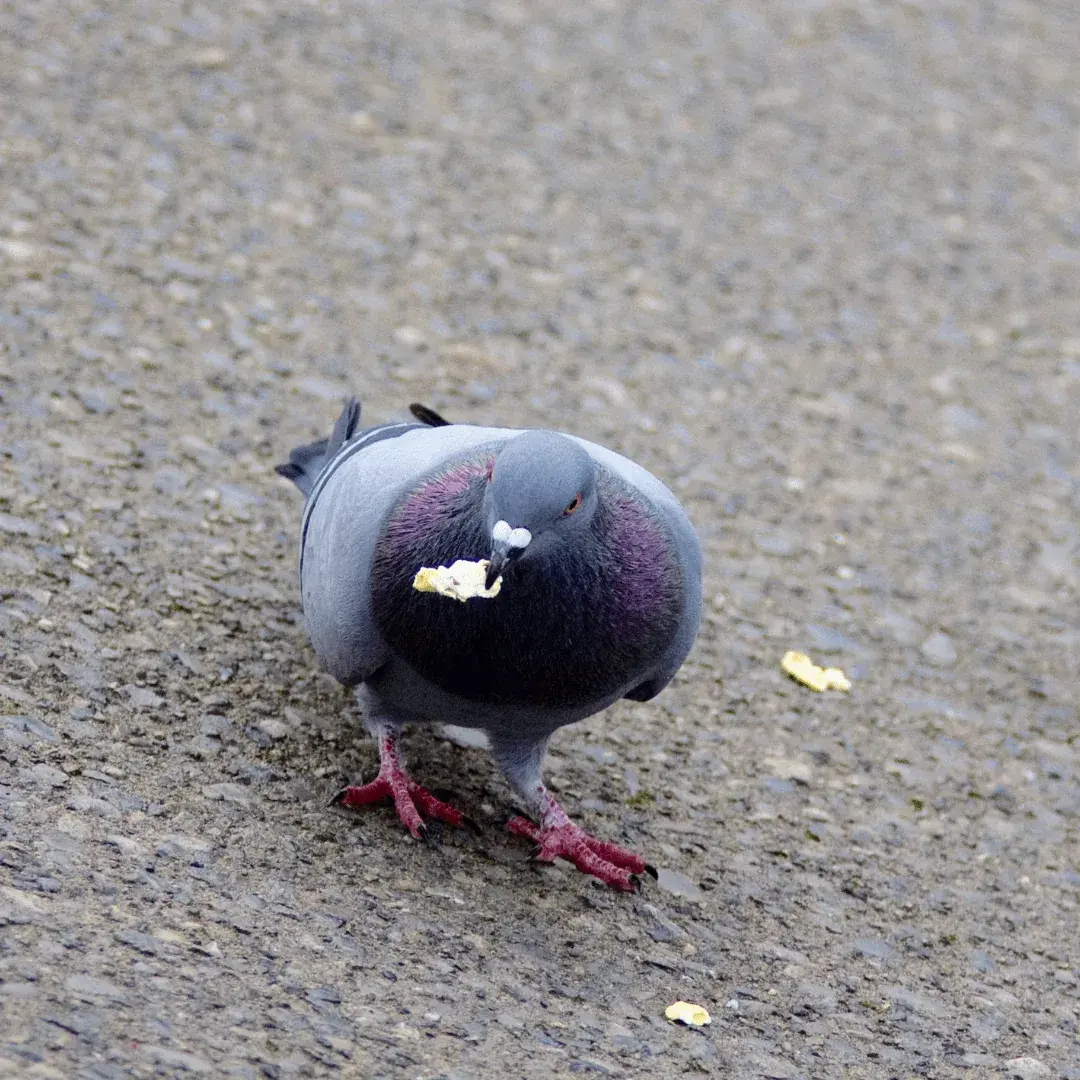 pigeon eating cooked popcorn