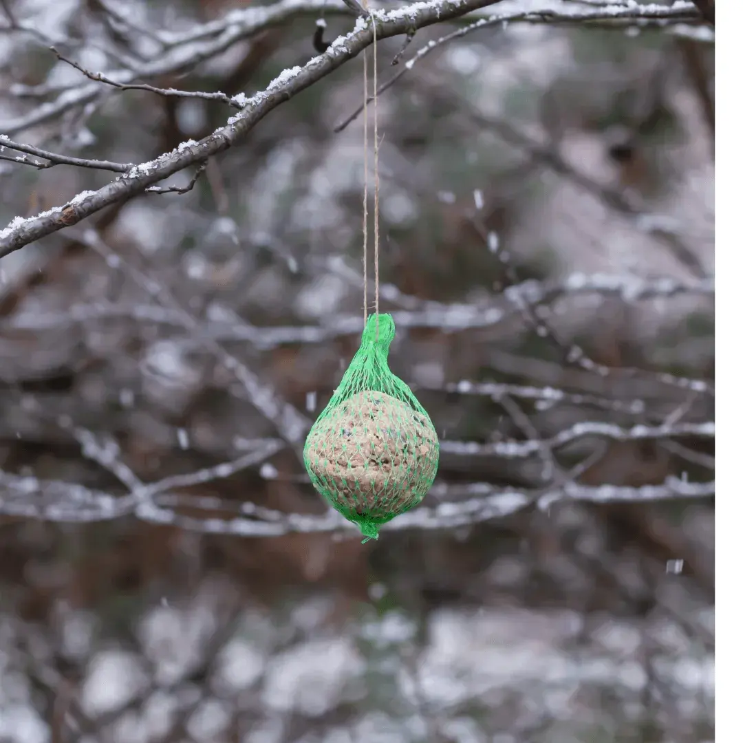 popcorn ball hanging in tree