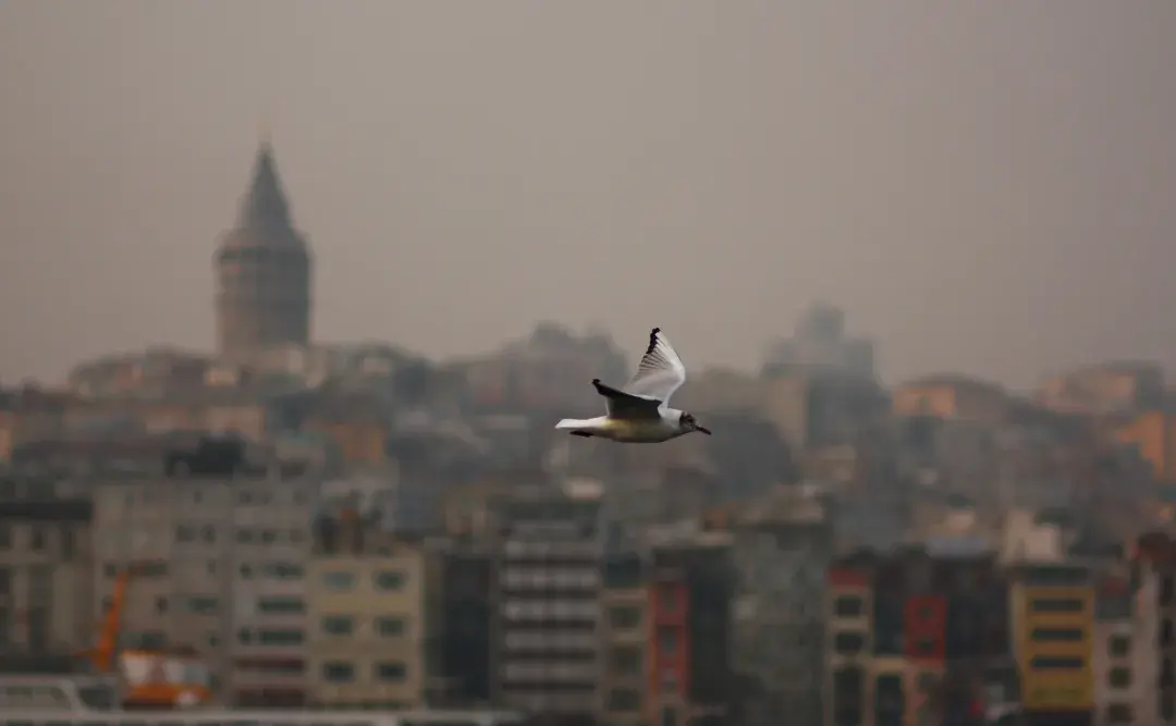 bird flying in the city