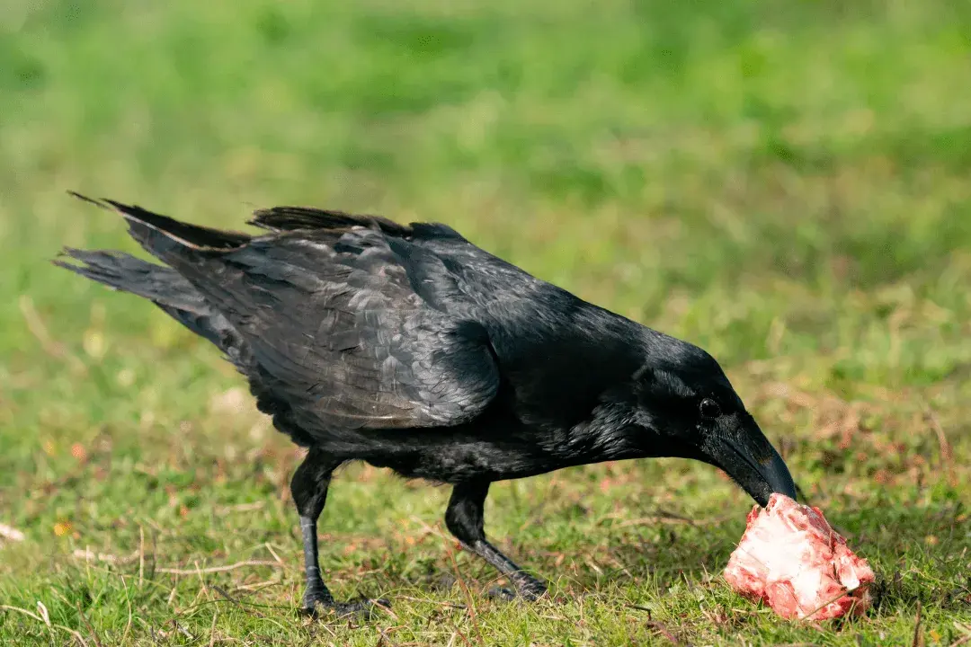 crow eating food in green grass
