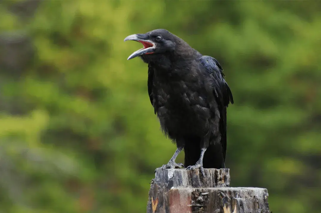 crow squawking on a post