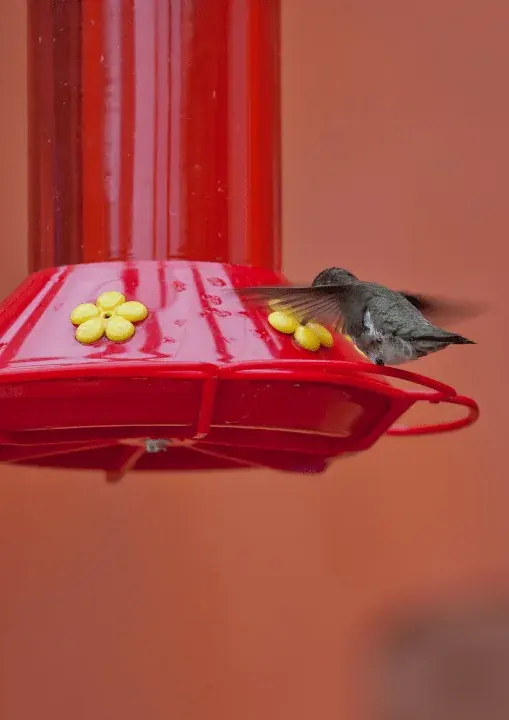 hummingbird feeder