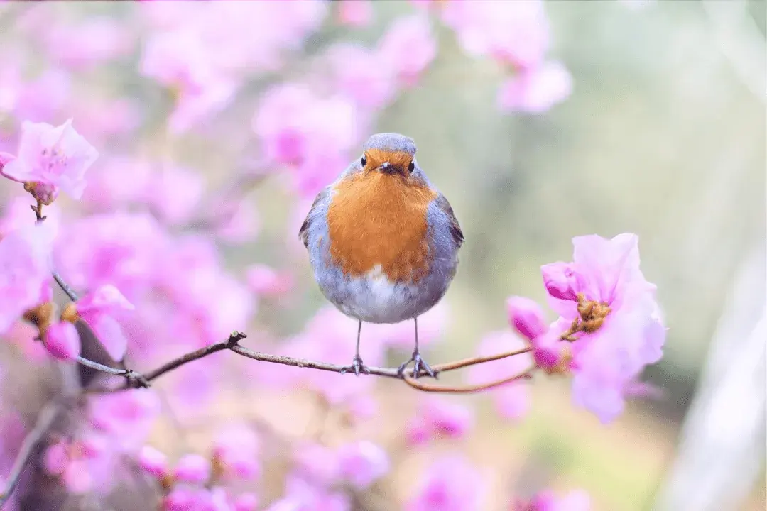 Robbin in a pink blossom tree