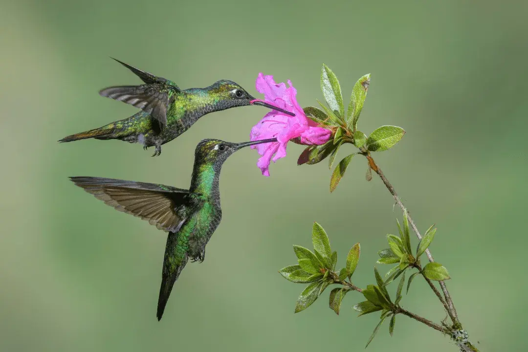 hummingbirds drinking nectar from flower