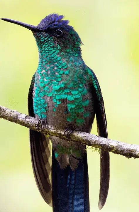hummingbird perched on branch