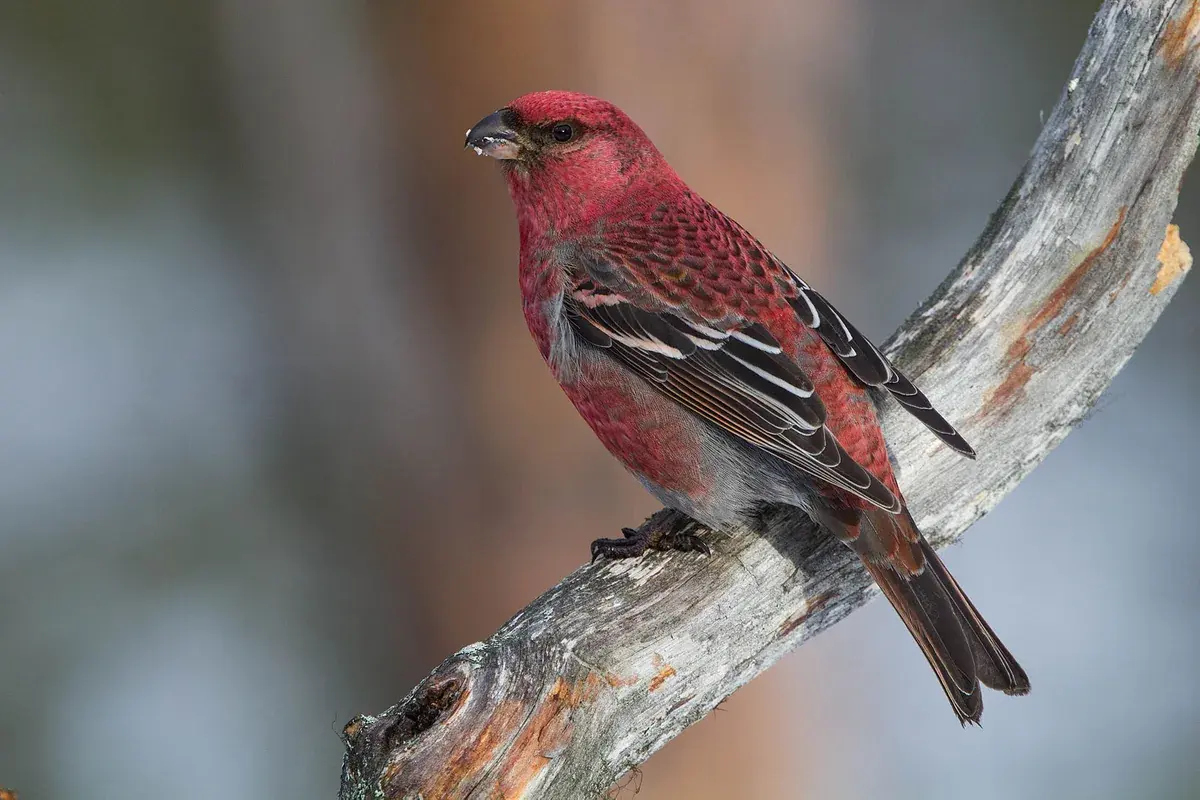 pine grosbeak sitting on dead branch