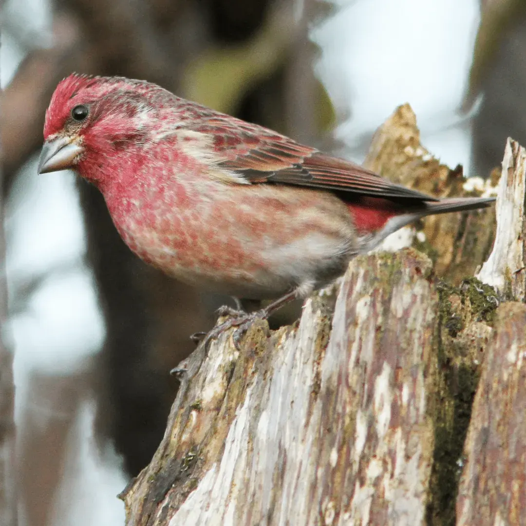 beautiful purple finch perched on a tree stump