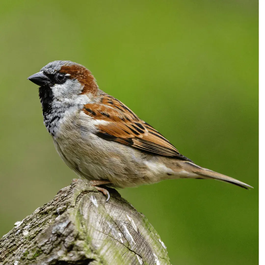 sparrow standing on downed tree stump