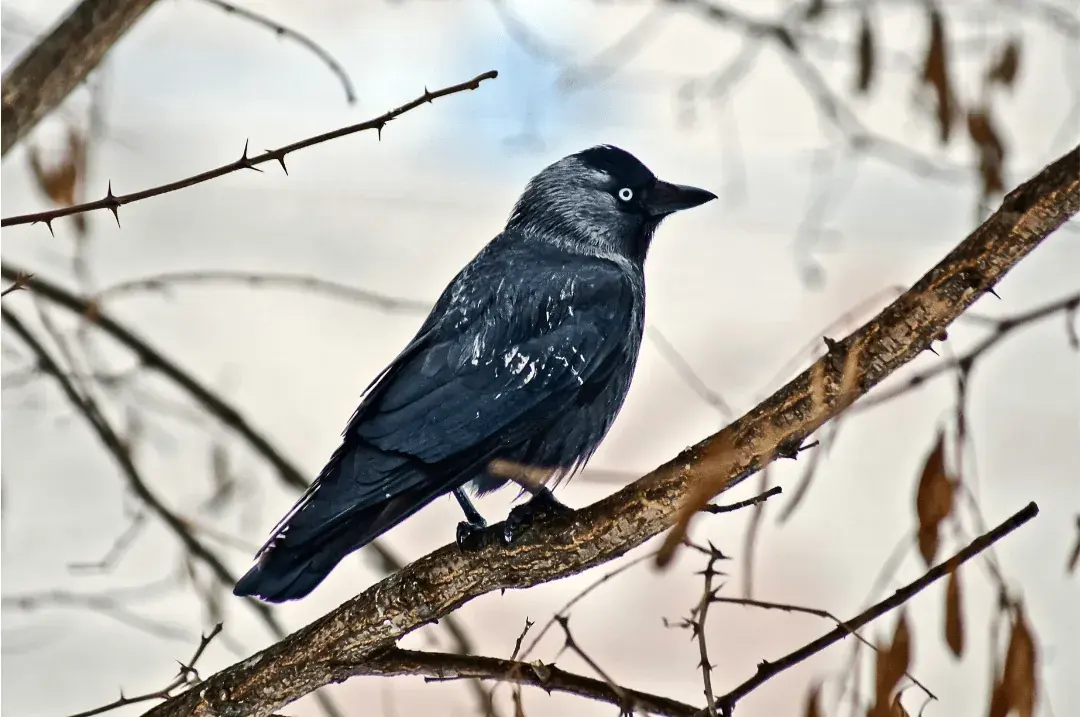 wild crow in dead tree