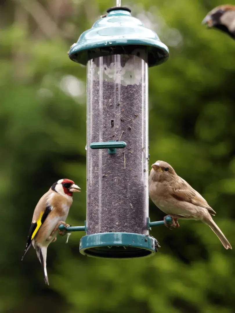 two birds on bird feeder