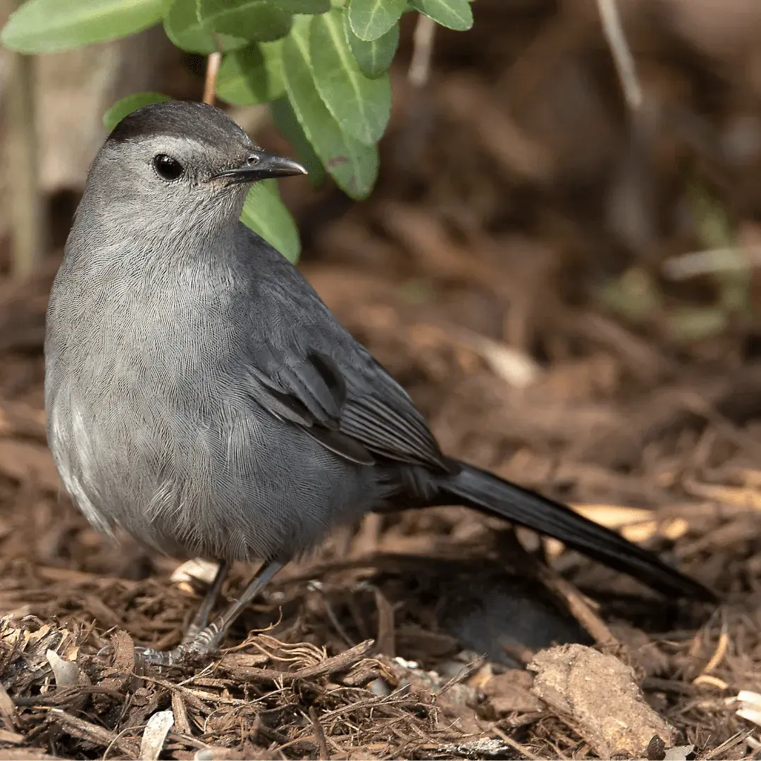 Gray Catbird on the forest floor