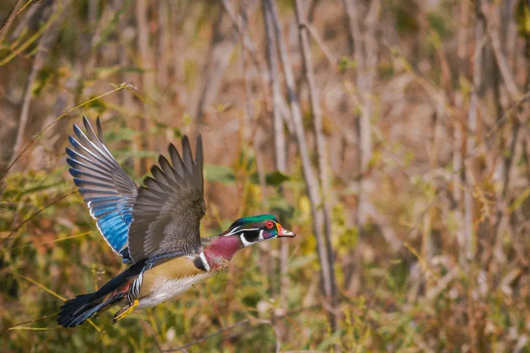 wood duck flying