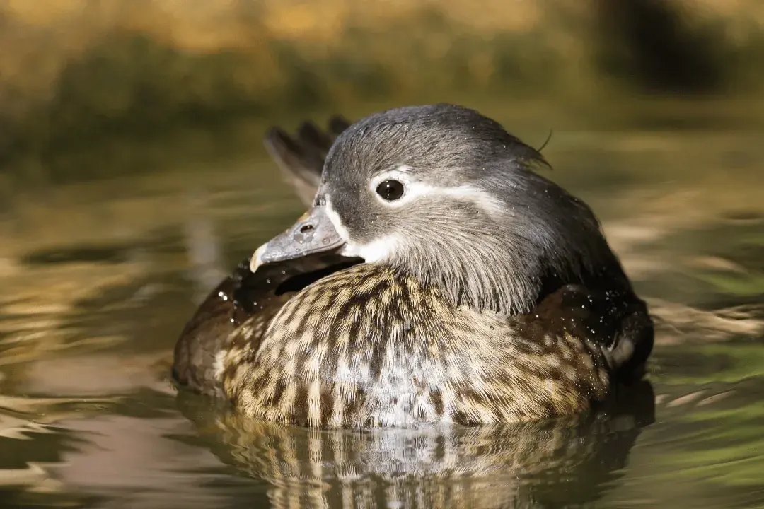 young female wood duck