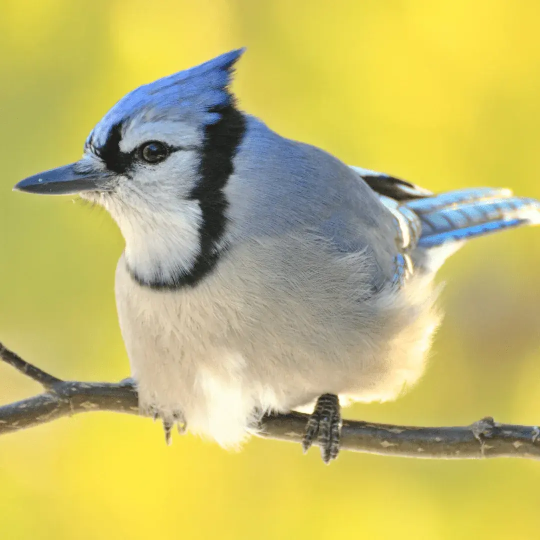 blue jay sitting on a small branch