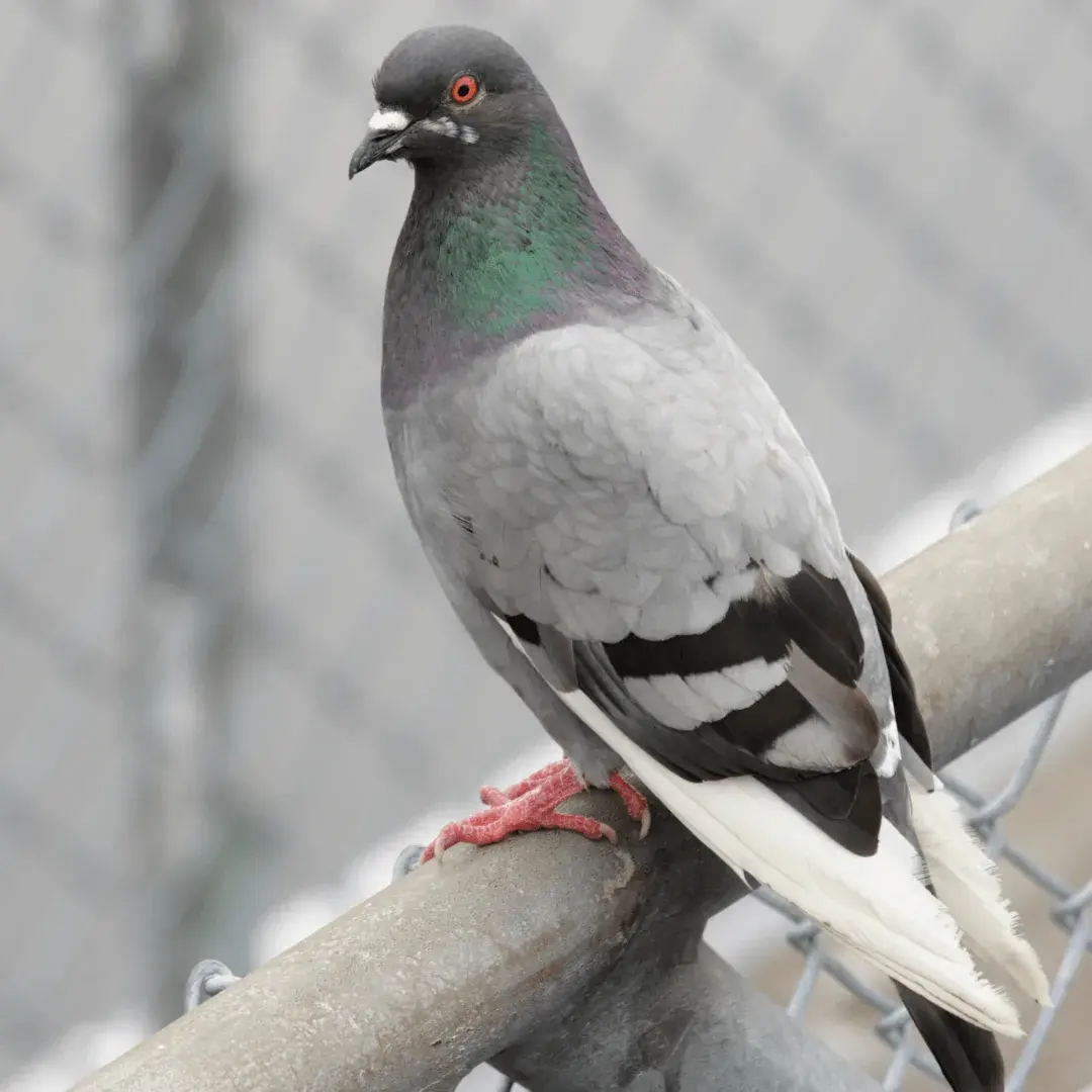 rock dove sitting on the top of a fence