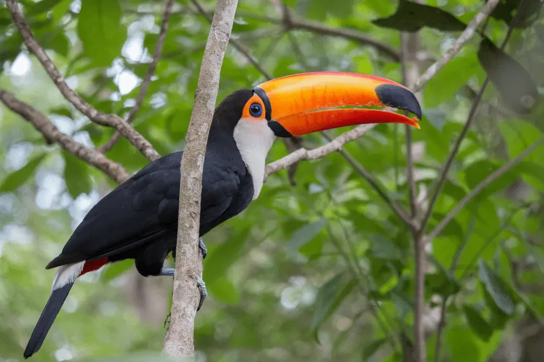 toucan perched on a tree branch