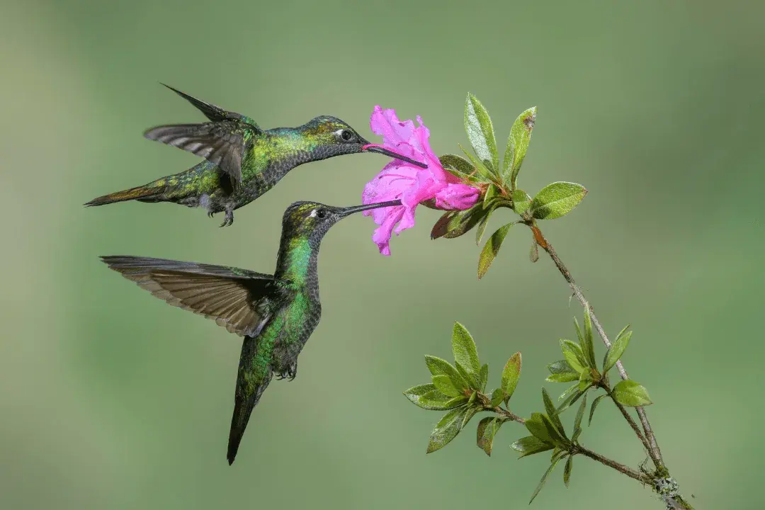 two hummingbirds hovering while drinking nectar
