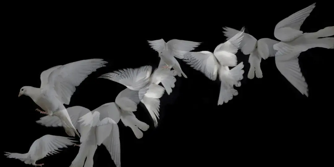 group of white doves flying at night