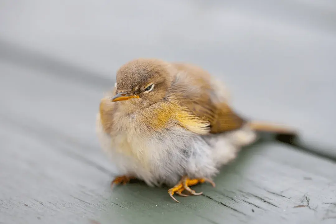 a fledgling english robin just out of the nest