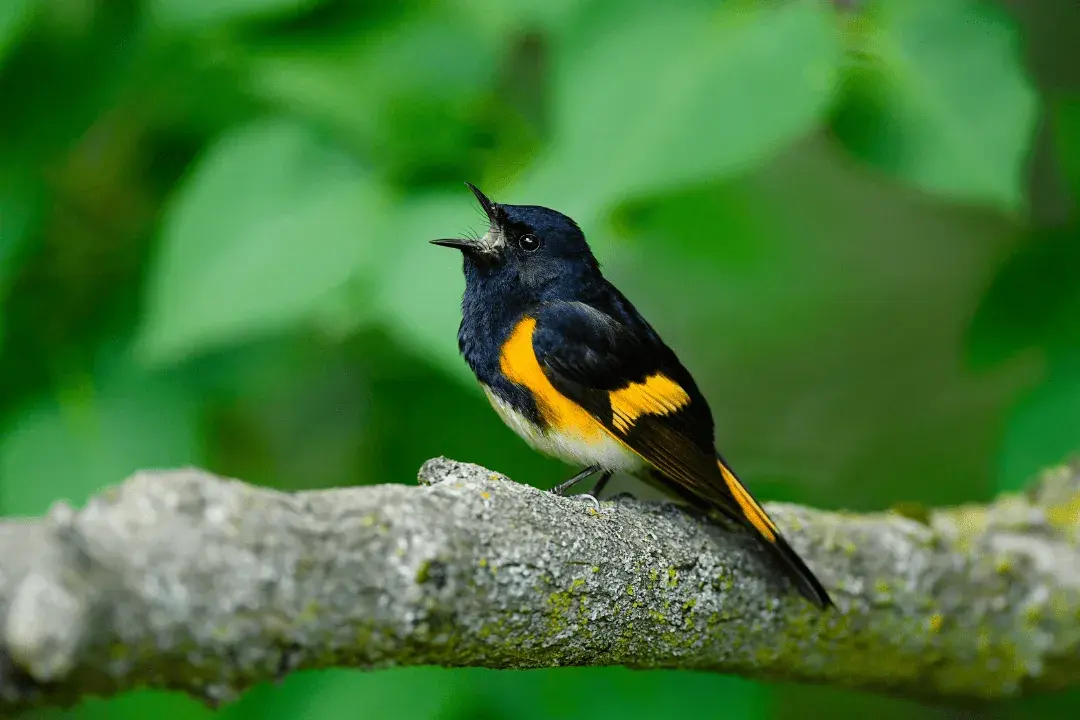 american redstart orange and black bird in tree