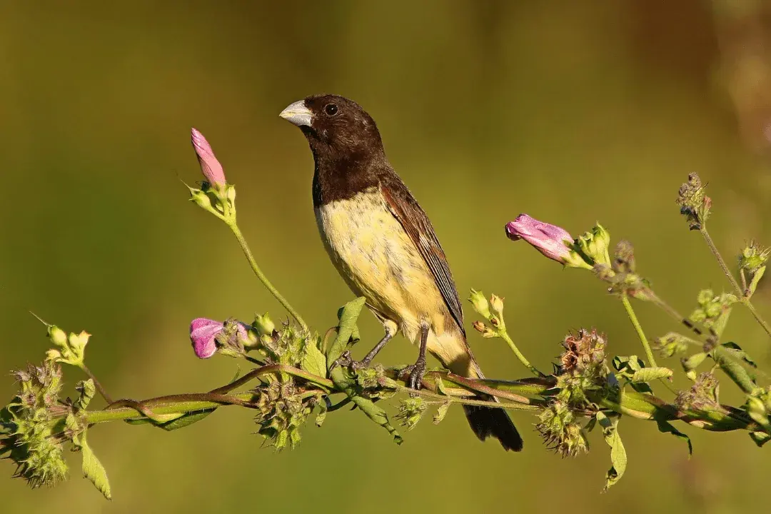 Tawny-bellied Seedeater sitting on flowering branch