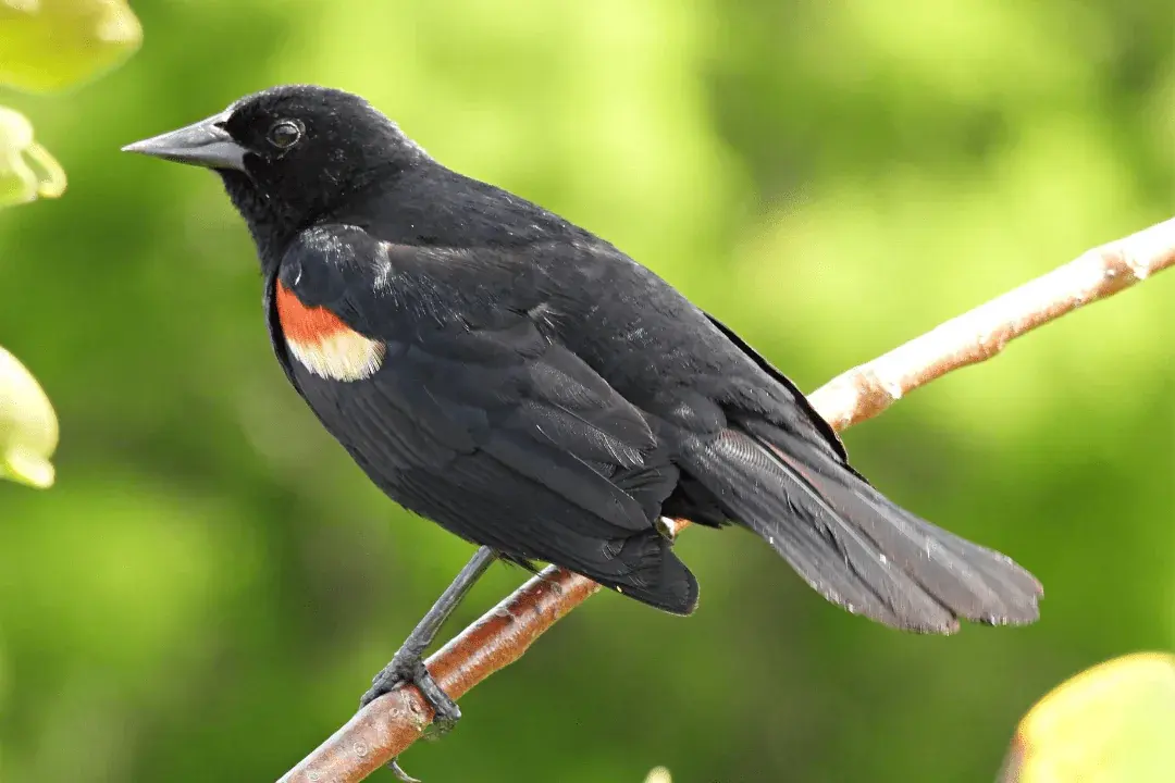 Red-rumped Cacique standing on branch