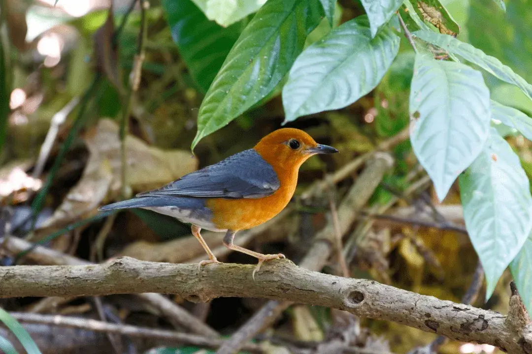 Orange-headed Thrush