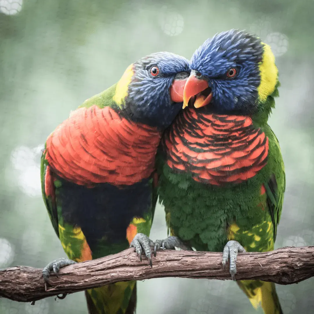 a pair of lorikeet love birds kissing