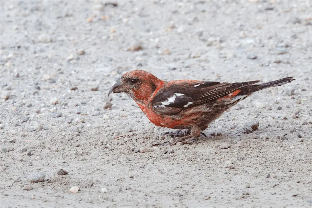 White-winged Crossbill in gravel