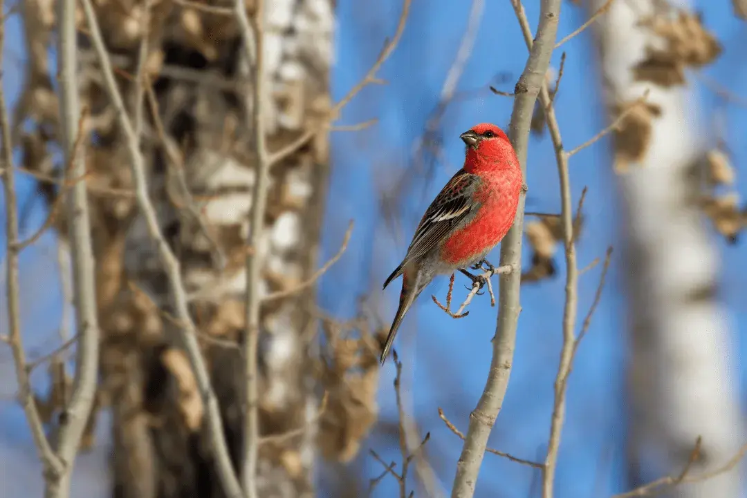 Pine Grosbeak in a tree