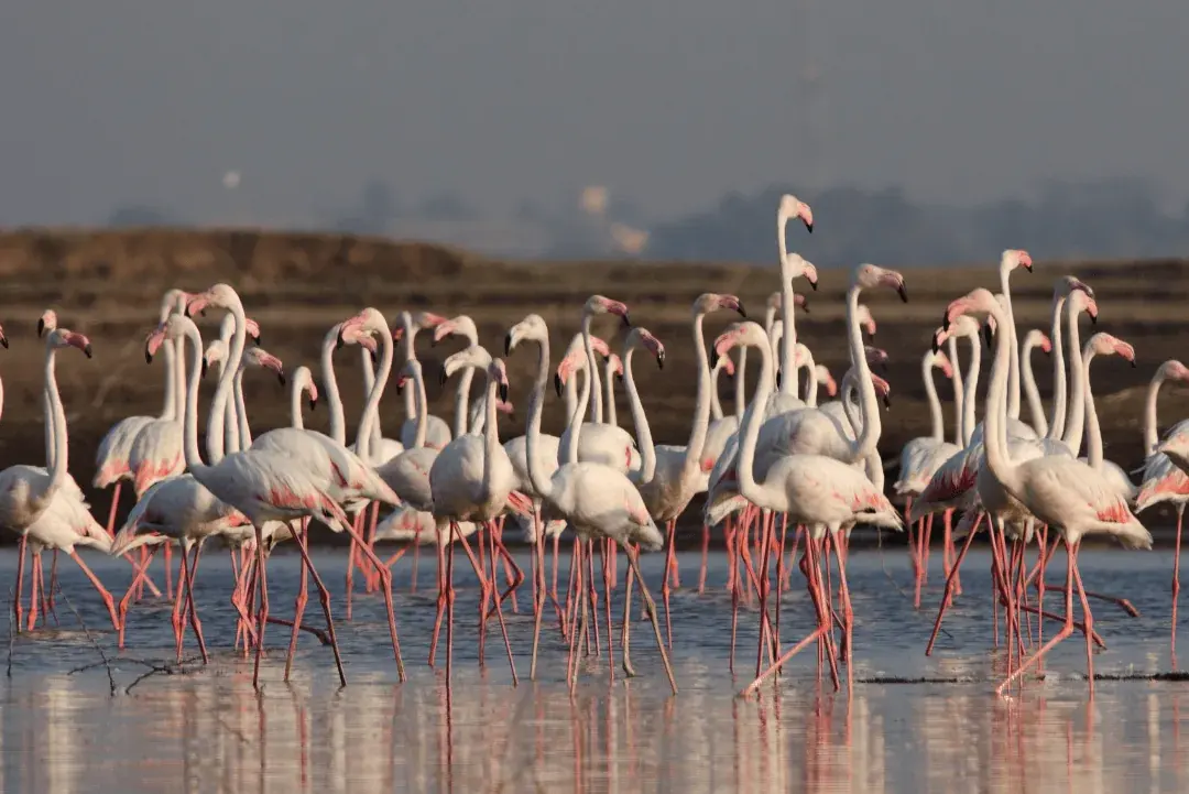 greater flamingo in a pond