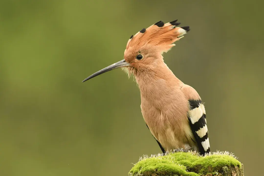 Hoopoe on a mossy tree