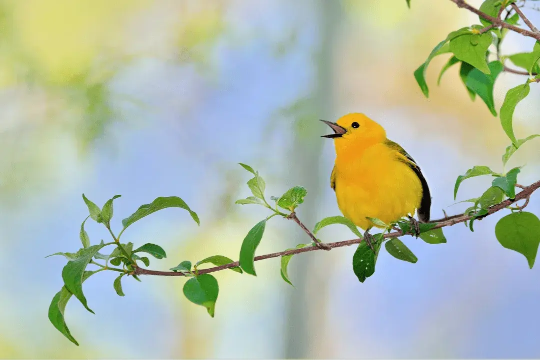 Pink-headed Warbler in a tree