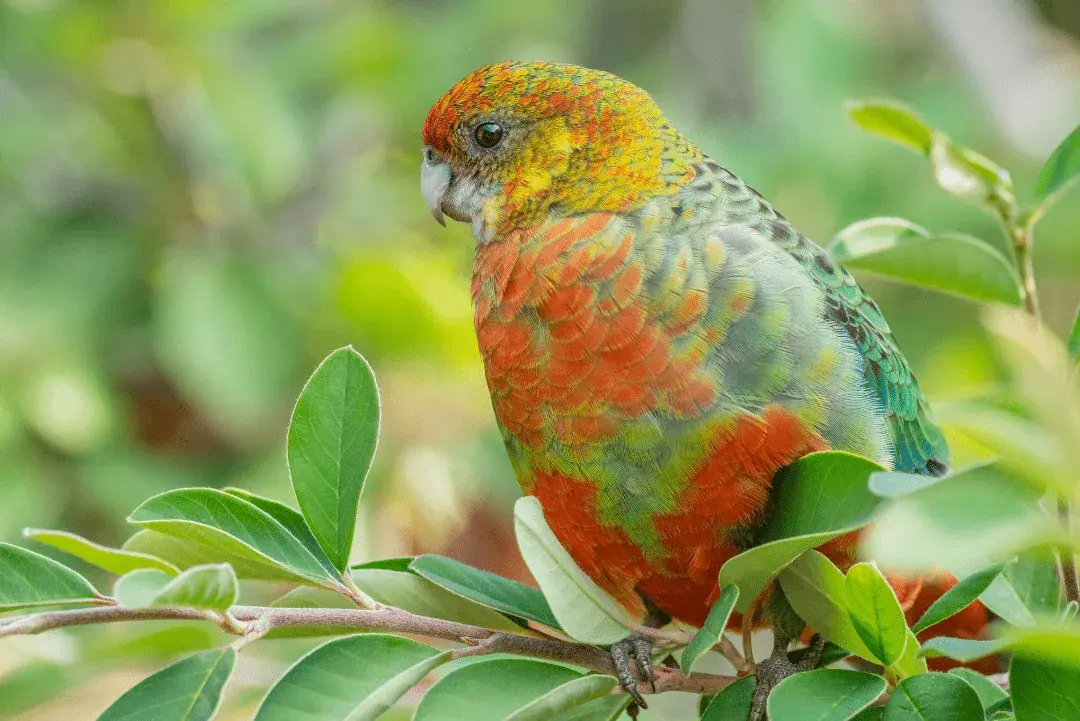 Western Rosella in a tree canopy