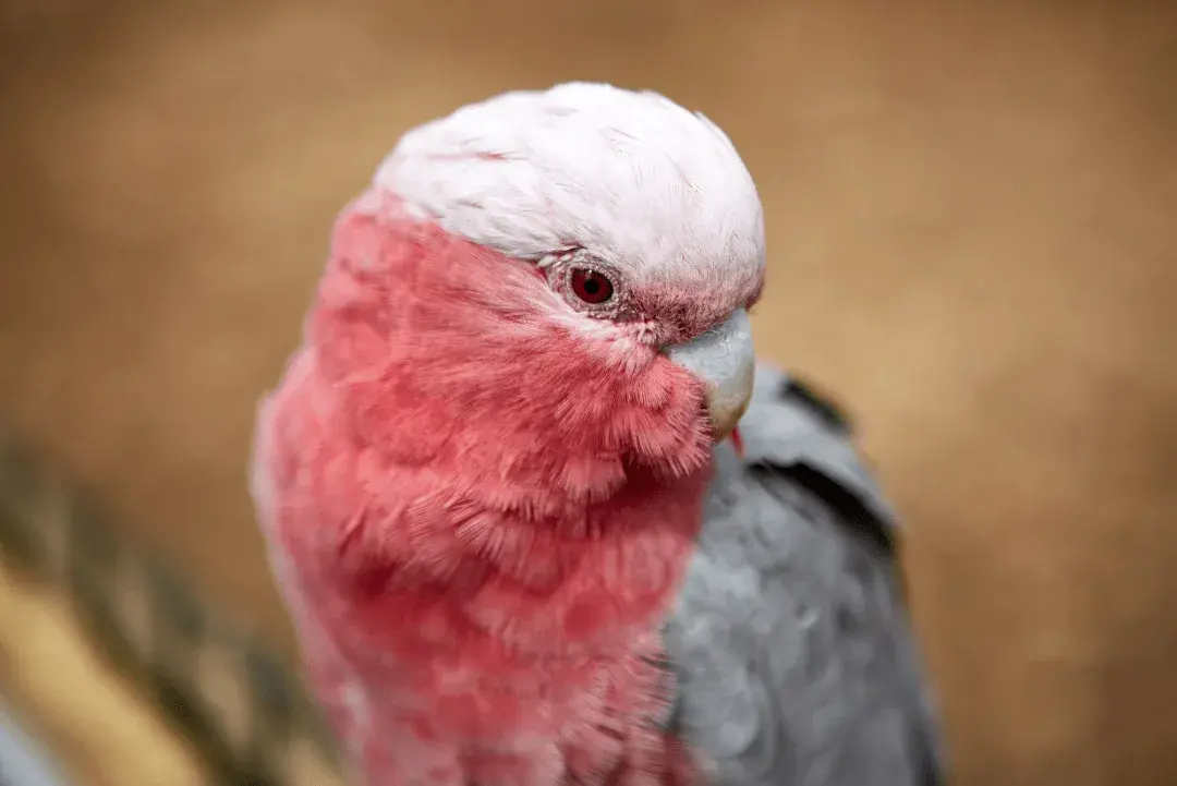 Rose-Breasted Cockatoo