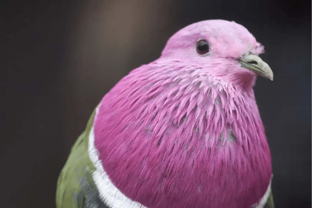 Pink-headed Fruit Dove