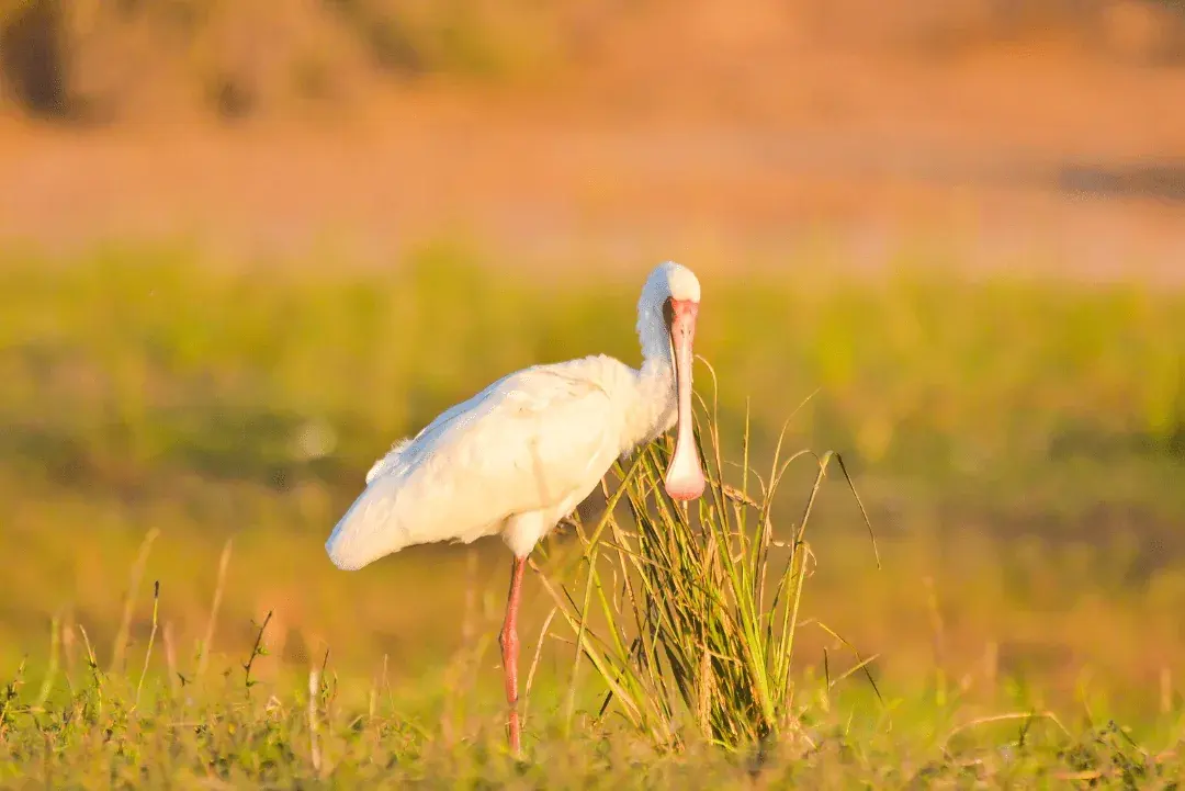 african spoonbill in a grassland