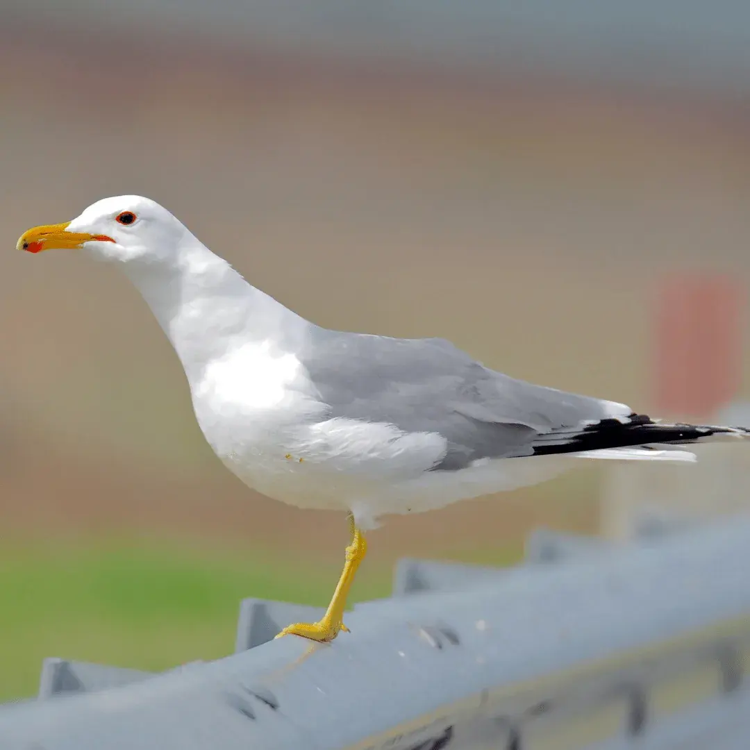 California Gull sitting on a road barrier
