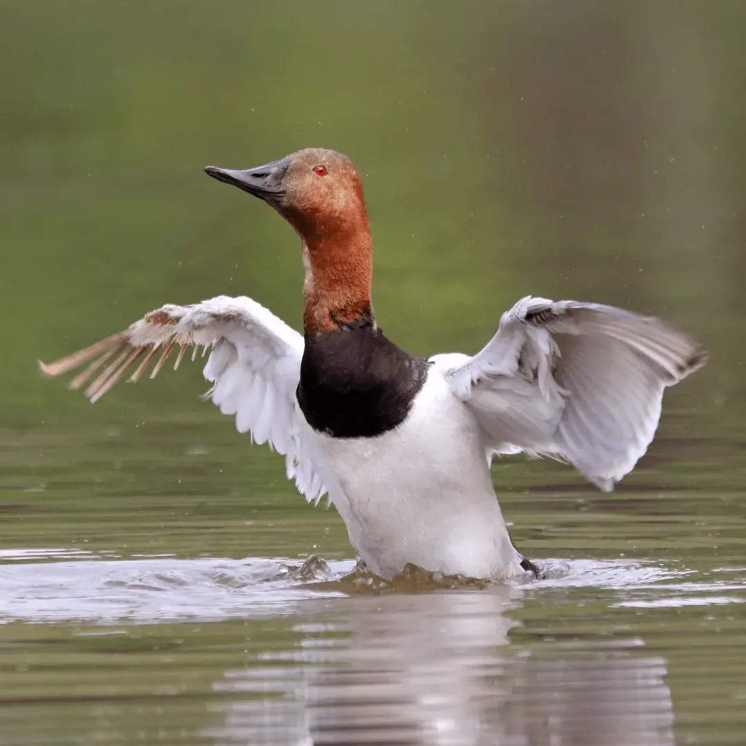 canvasback starting to fly out of the water