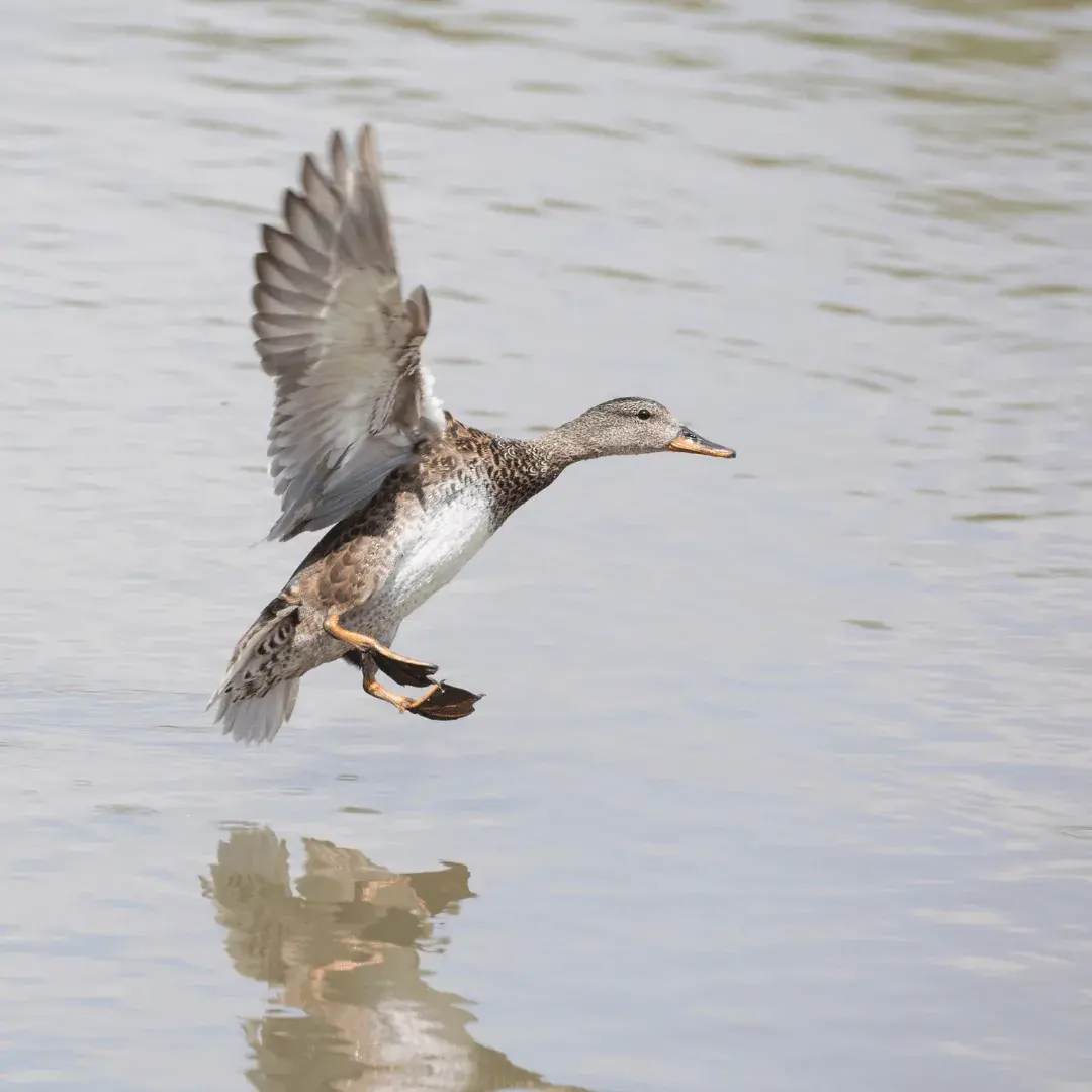 gadwell coming in to land in a pond