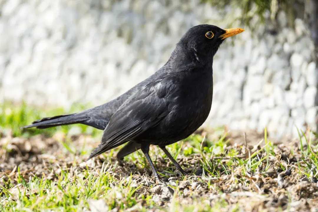 common blackbird standing on grass