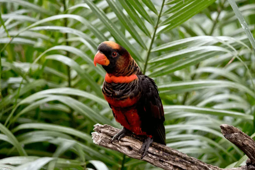 dusky lore sitting on a branch in the underbrush
