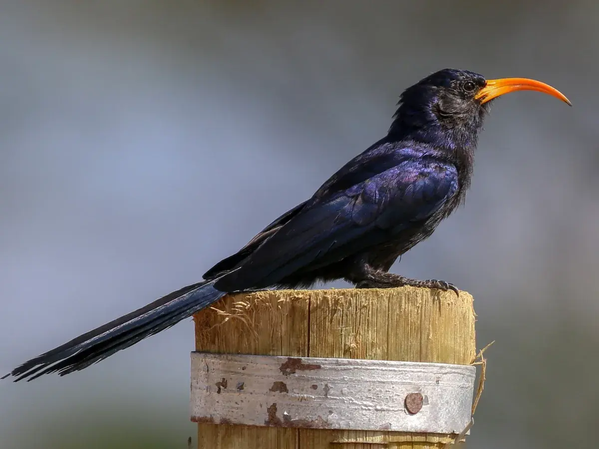 Abyssinian Scimitarbill sitting on a fence post