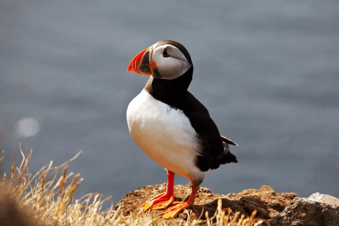 atlantic puffin standing on the coast
