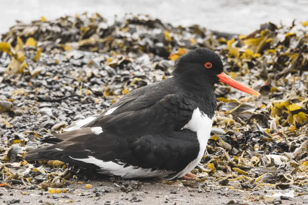 Eurasian Oystercatcher sitting on the coast