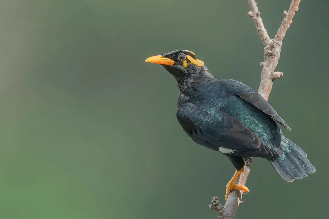 Hill Myna standing on a tree branch